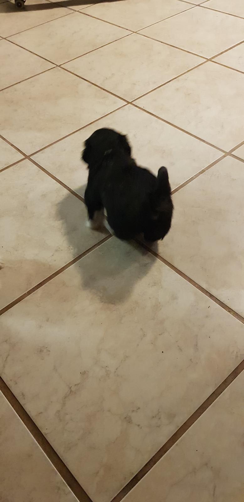 Lhasa apso Koda Von Moisen of HAKUNA MATATA (Aka Paddy) billede 7