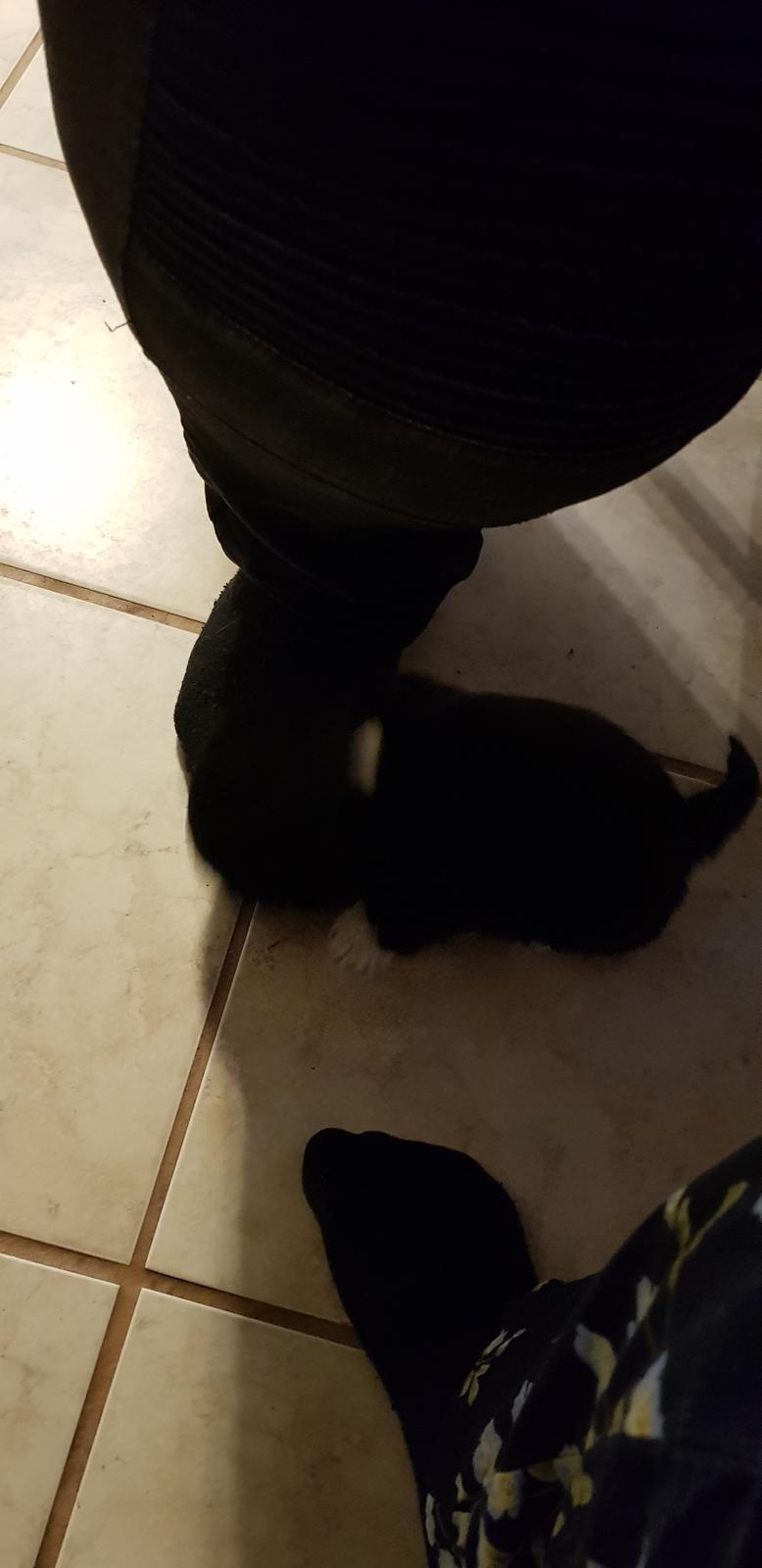 Lhasa apso Koda Von Moisen of HAKUNA MATATA (Aka Paddy) billede 9