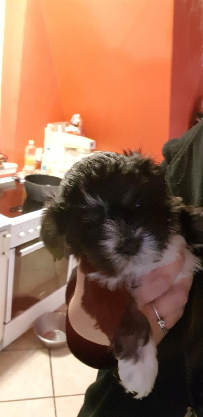 Lhasa apso Koda Von Moisen of HAKUNA MATATA (Aka Paddy) billede 2