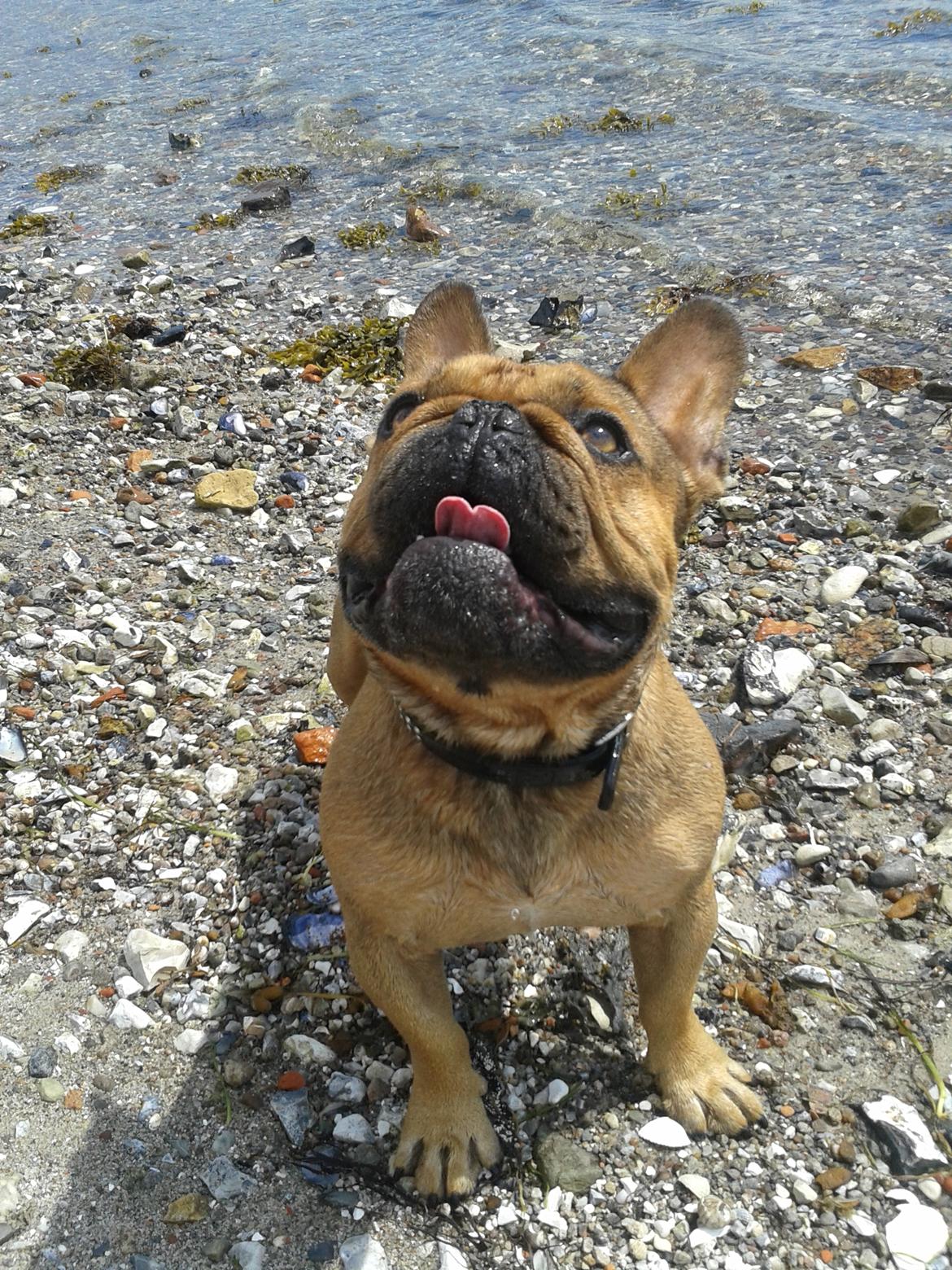 Fransk bulldog bonzo billede 1