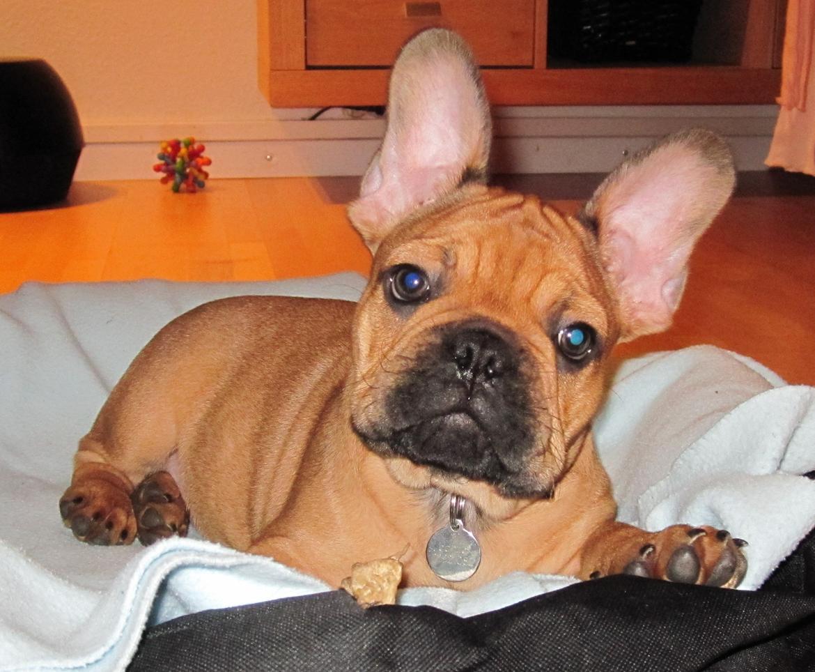 Fransk bulldog bonzo billede 2