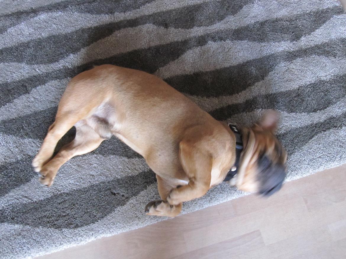 Fransk bulldog bonzo billede 4