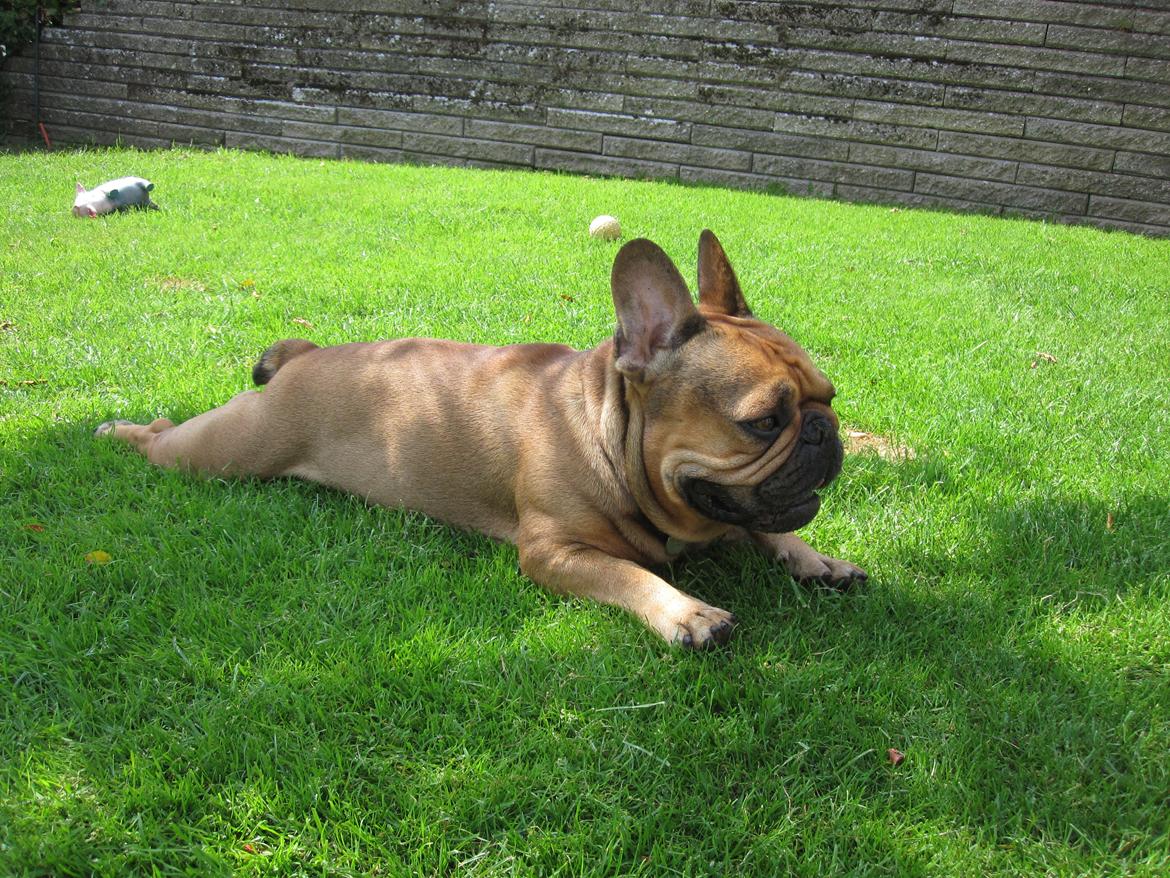 Fransk bulldog bonzo billede 5