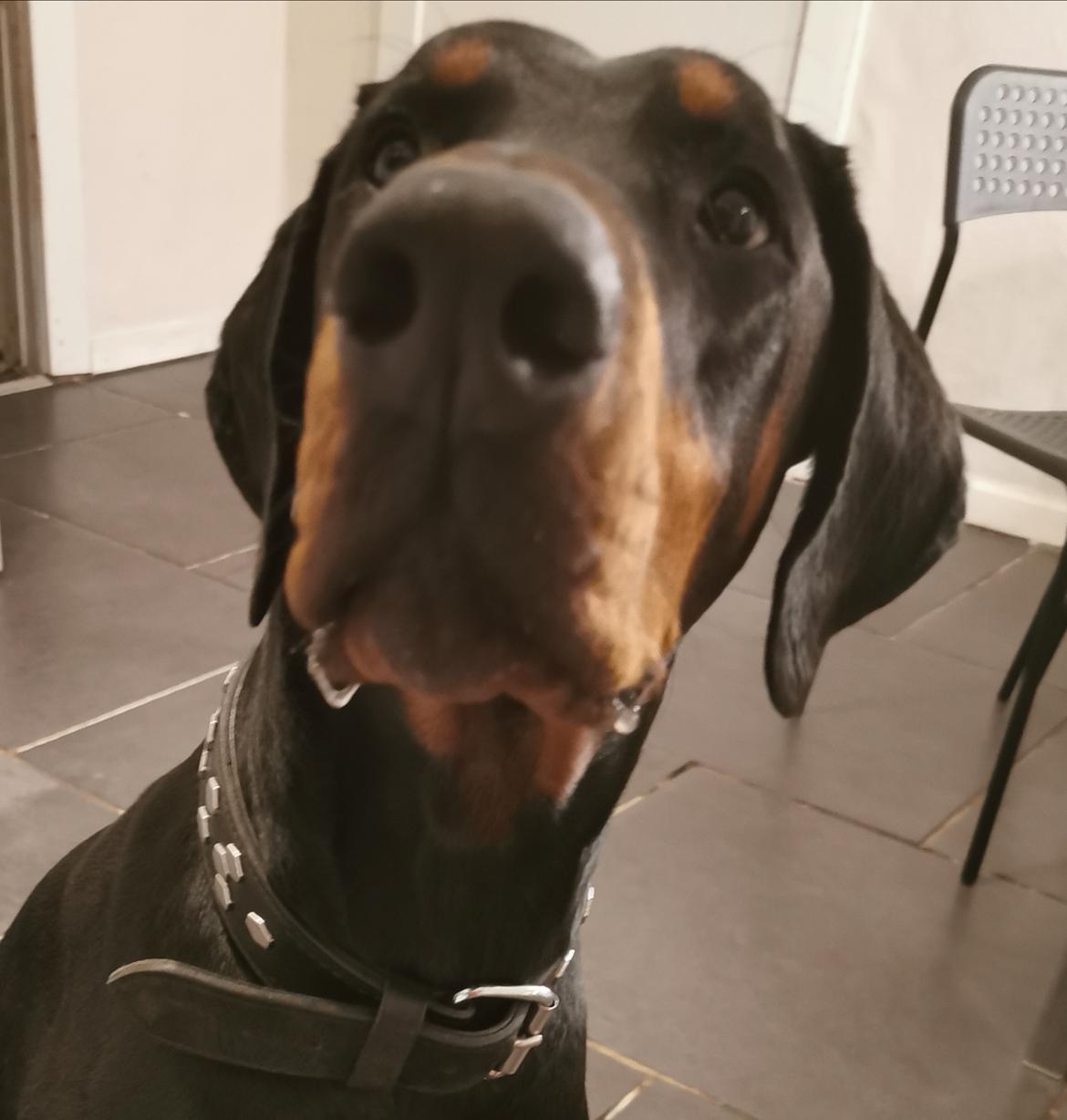 Dobermann Noah (Royal danish hot shot) billede 1