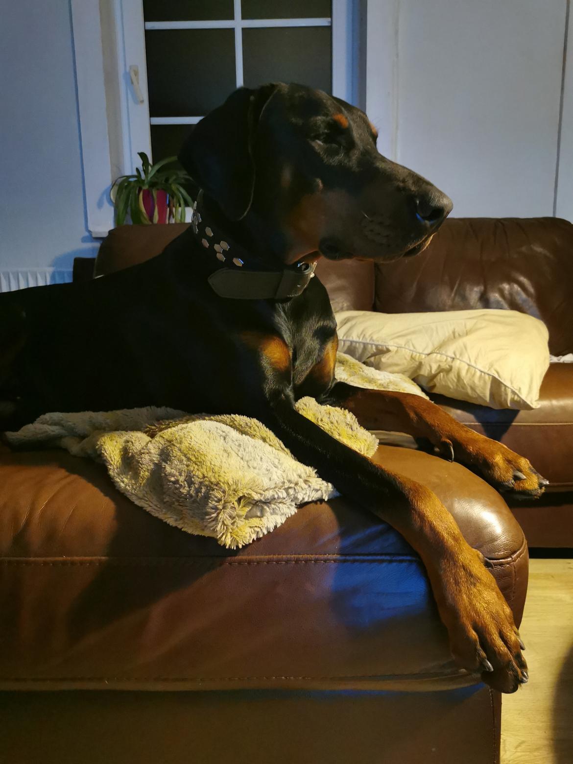 Dobermann Noah (Royal danish hot shot) billede 2