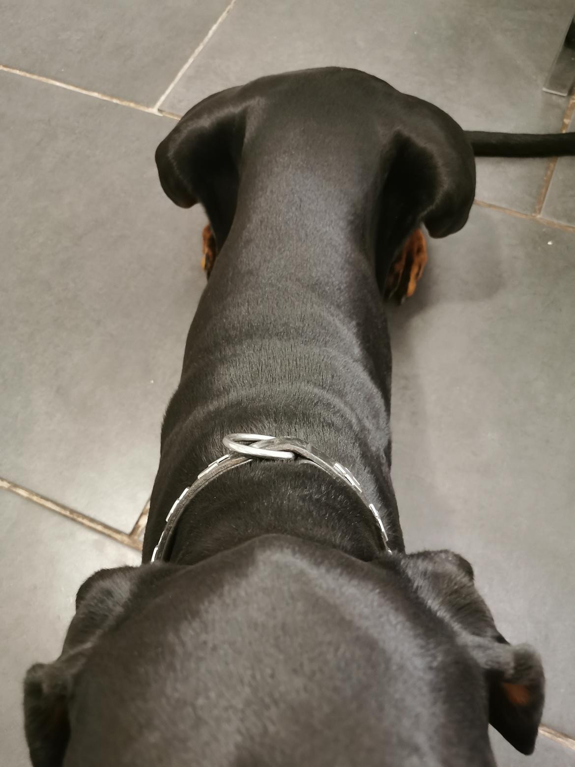 Dobermann Noah (Royal danish hot shot) billede 4