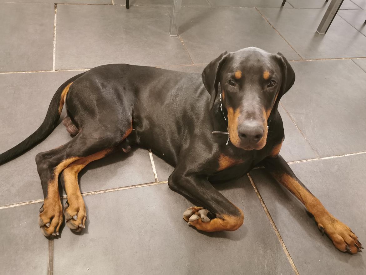 Dobermann Noah (Royal danish hot shot) billede 5