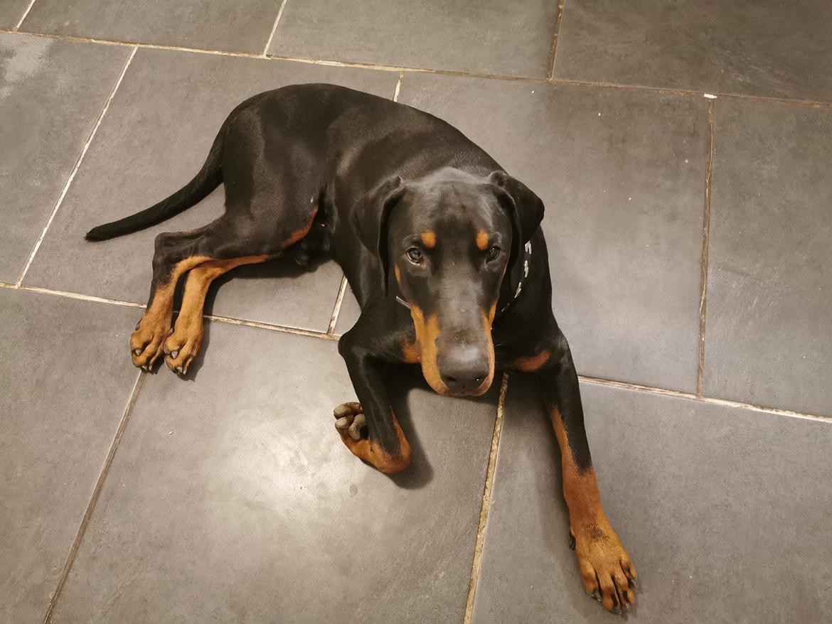 Dobermann Noah (Royal danish hot shot) billede 6