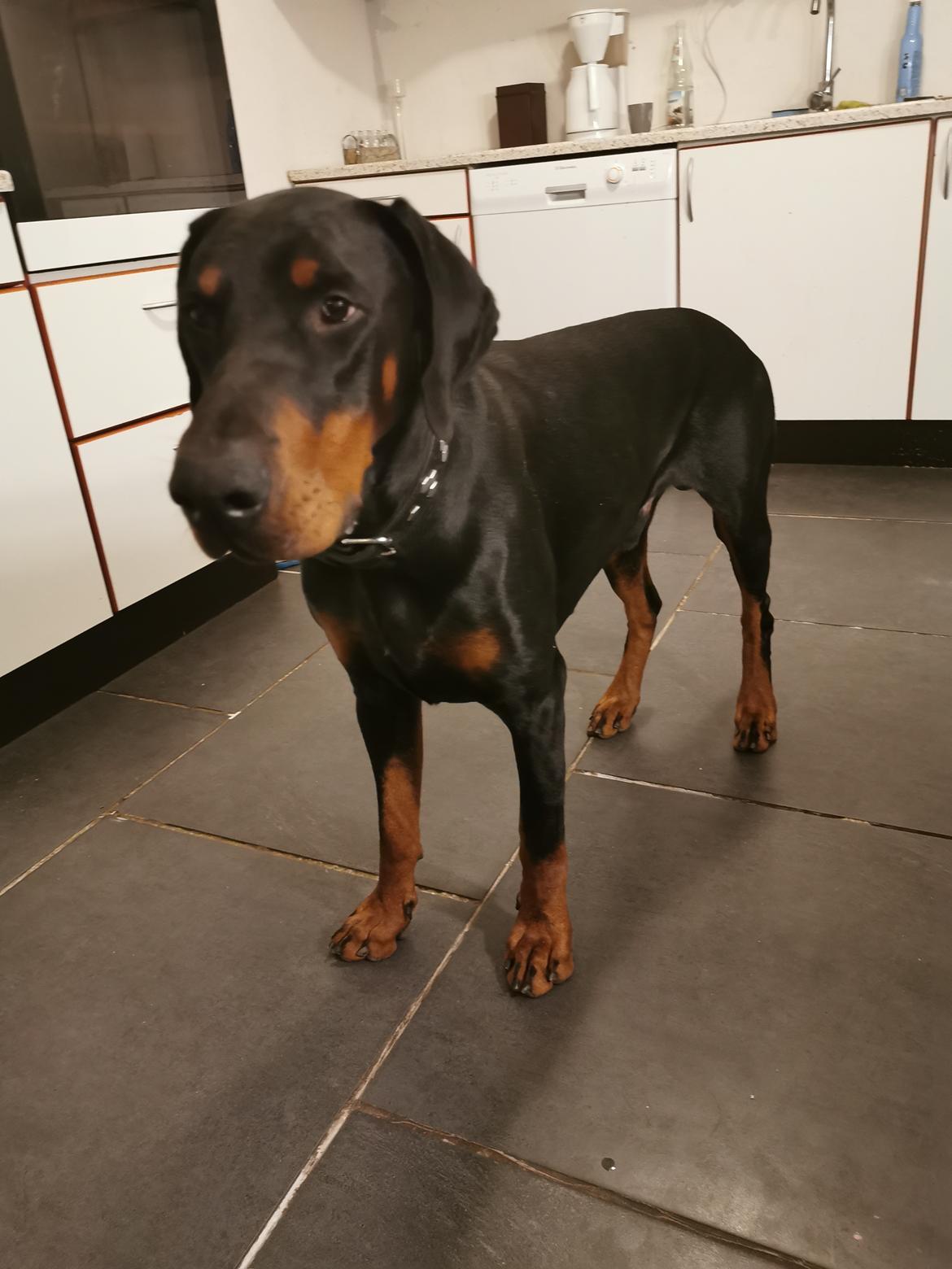 Dobermann Noah (Royal danish hot shot) billede 7