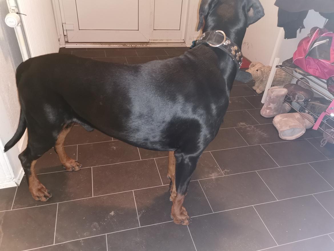 Dobermann Noah (Royal danish hot shot) billede 3