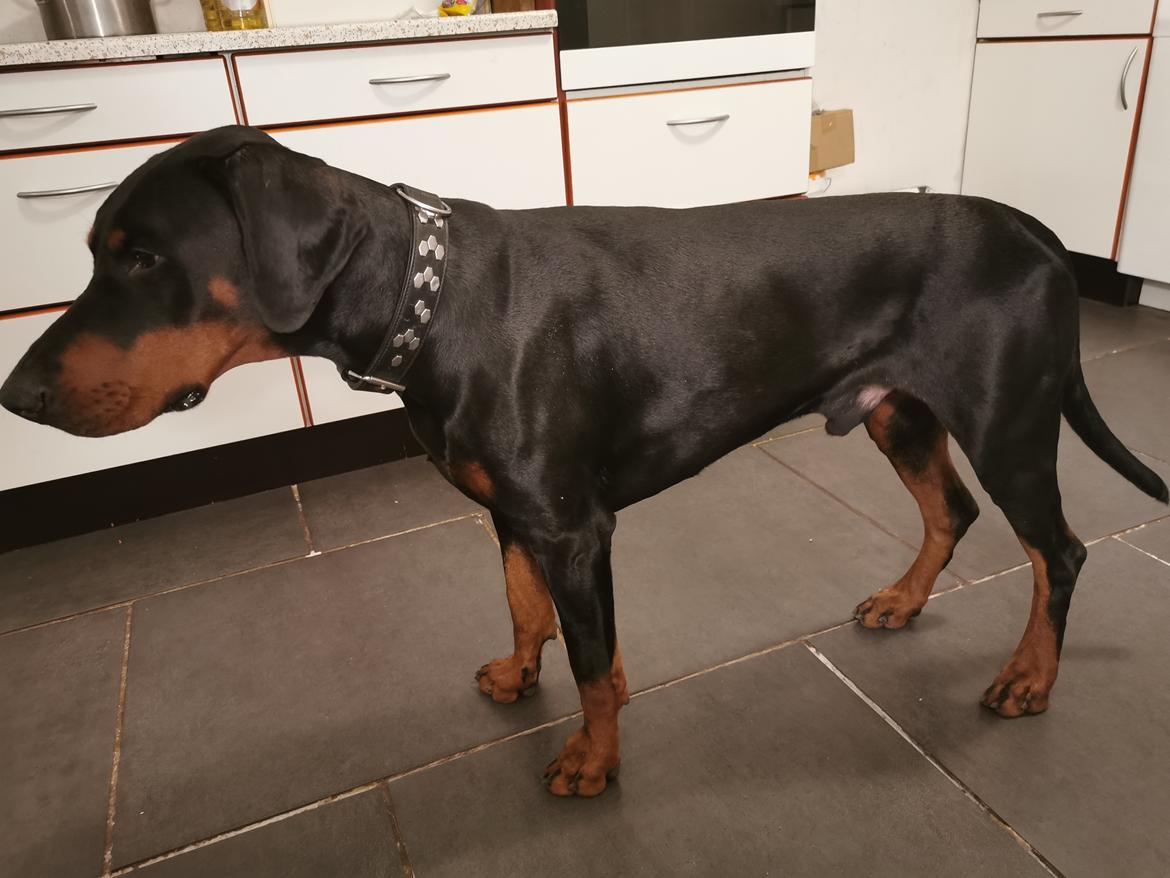 Dobermann Noah (Royal danish hot shot) billede 8