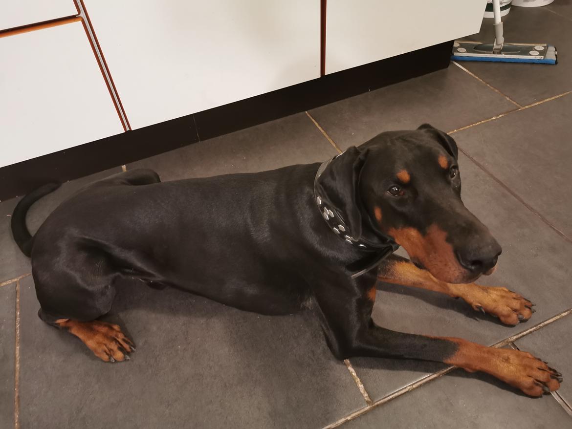 Dobermann Noah (Royal danish hot shot) billede 10
