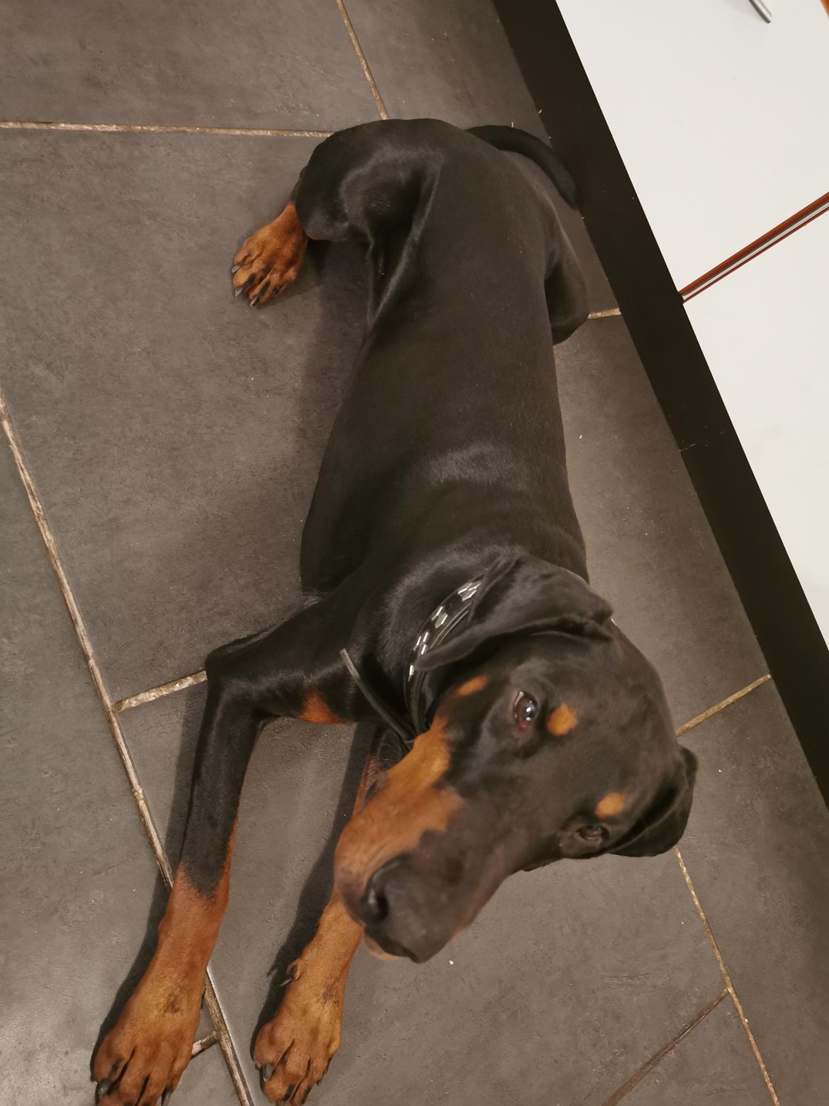 Dobermann Noah (Royal danish hot shot) billede 11