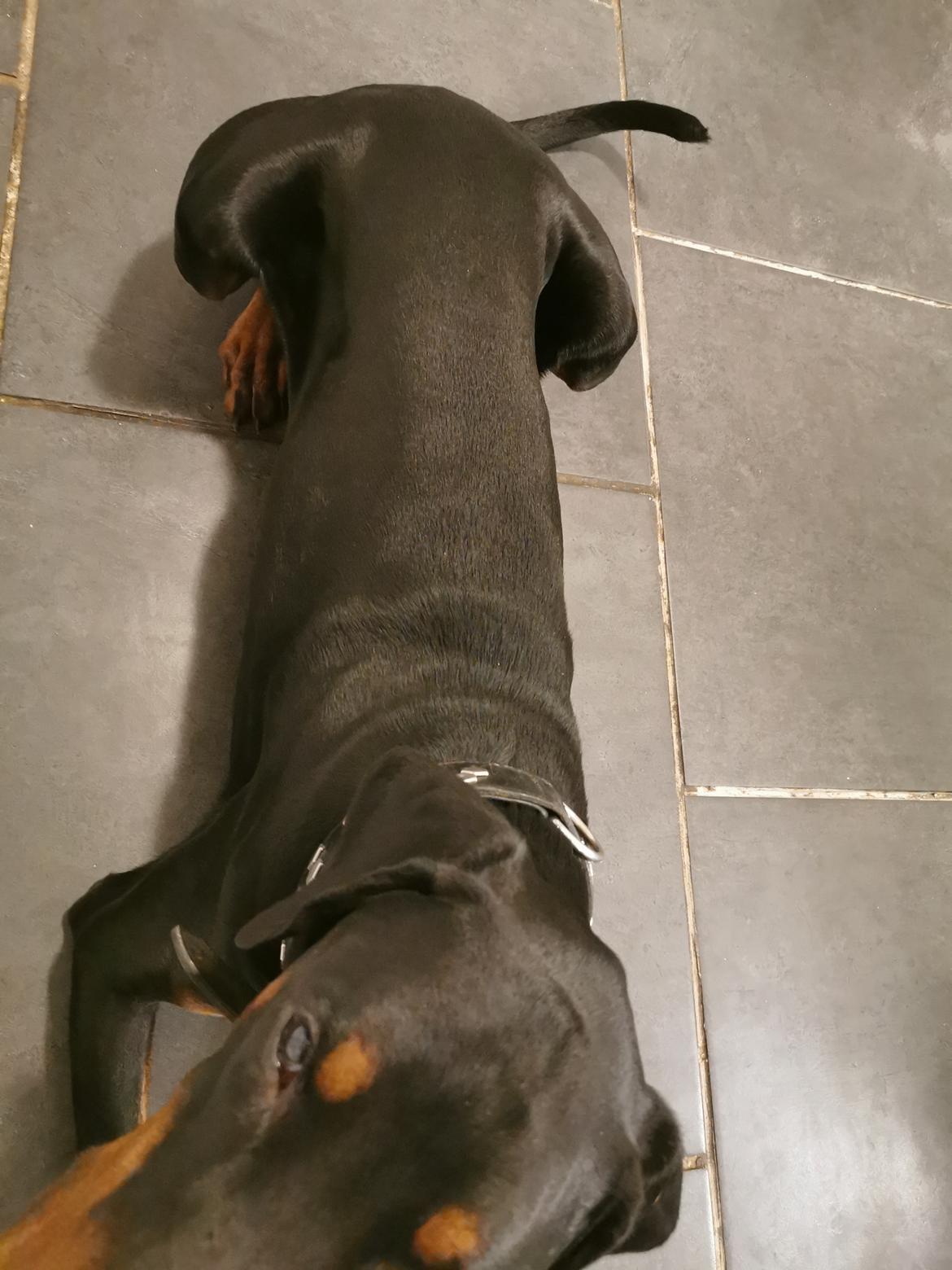 Dobermann Noah (Royal danish hot shot) billede 12