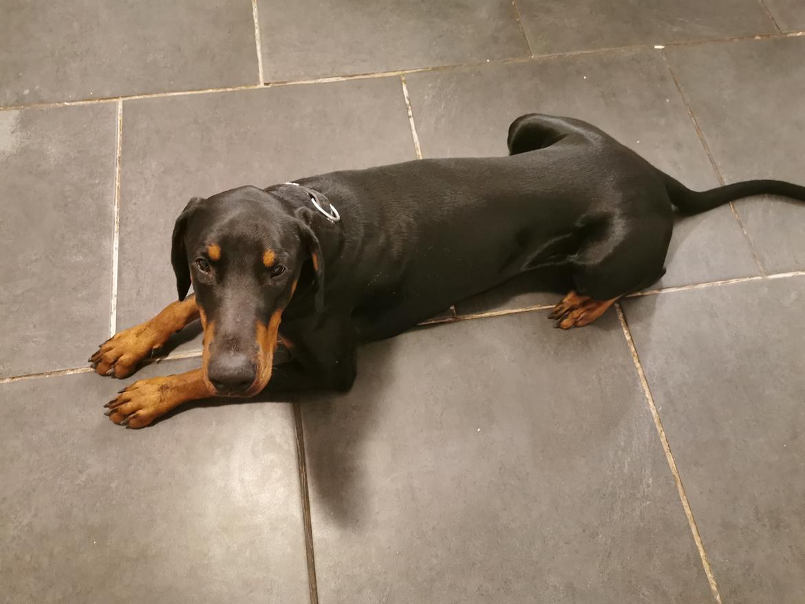 Dobermann Noah (Royal danish hot shot) billede 13