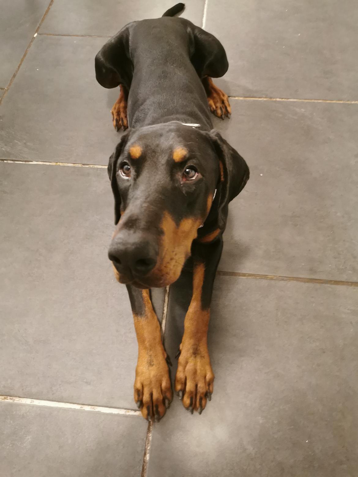 Dobermann Noah (Royal danish hot shot) billede 14