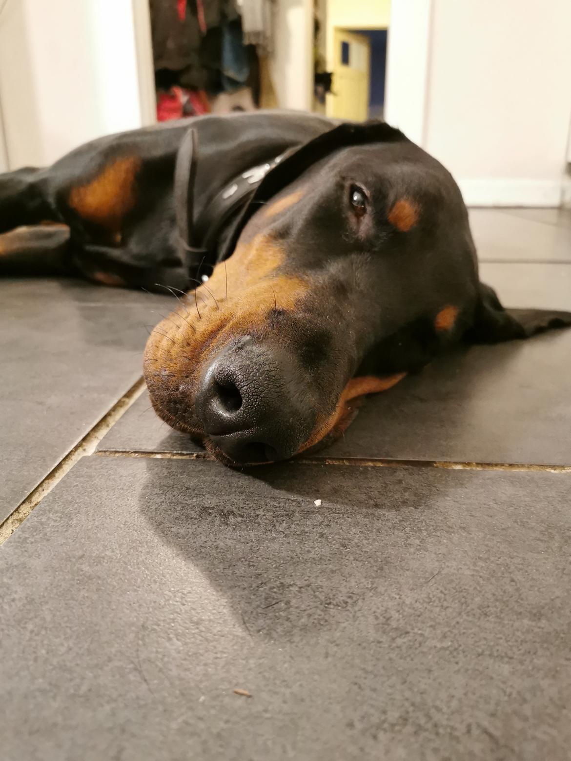 Dobermann Noah (Royal danish hot shot) billede 15