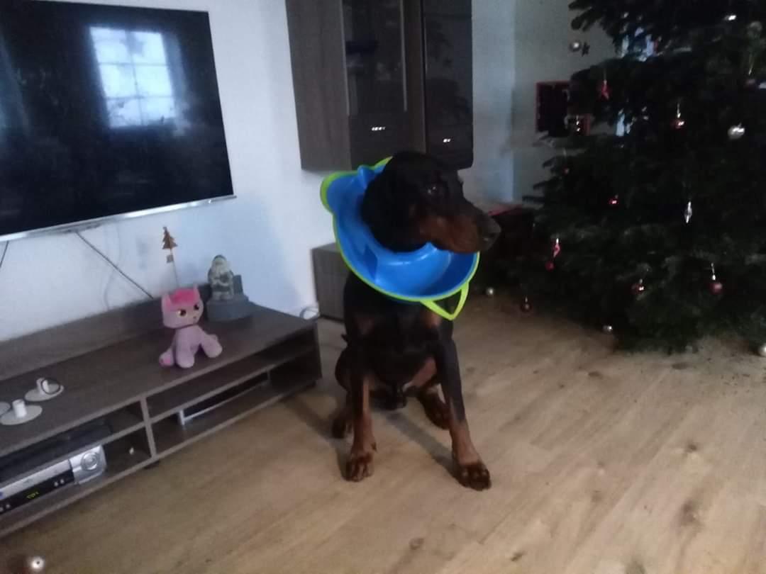 Dobermann Noah (Royal danish hot shot) billede 16