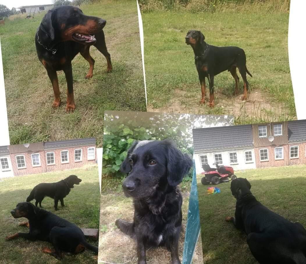 Dobermann Noah (Royal danish hot shot) billede 17