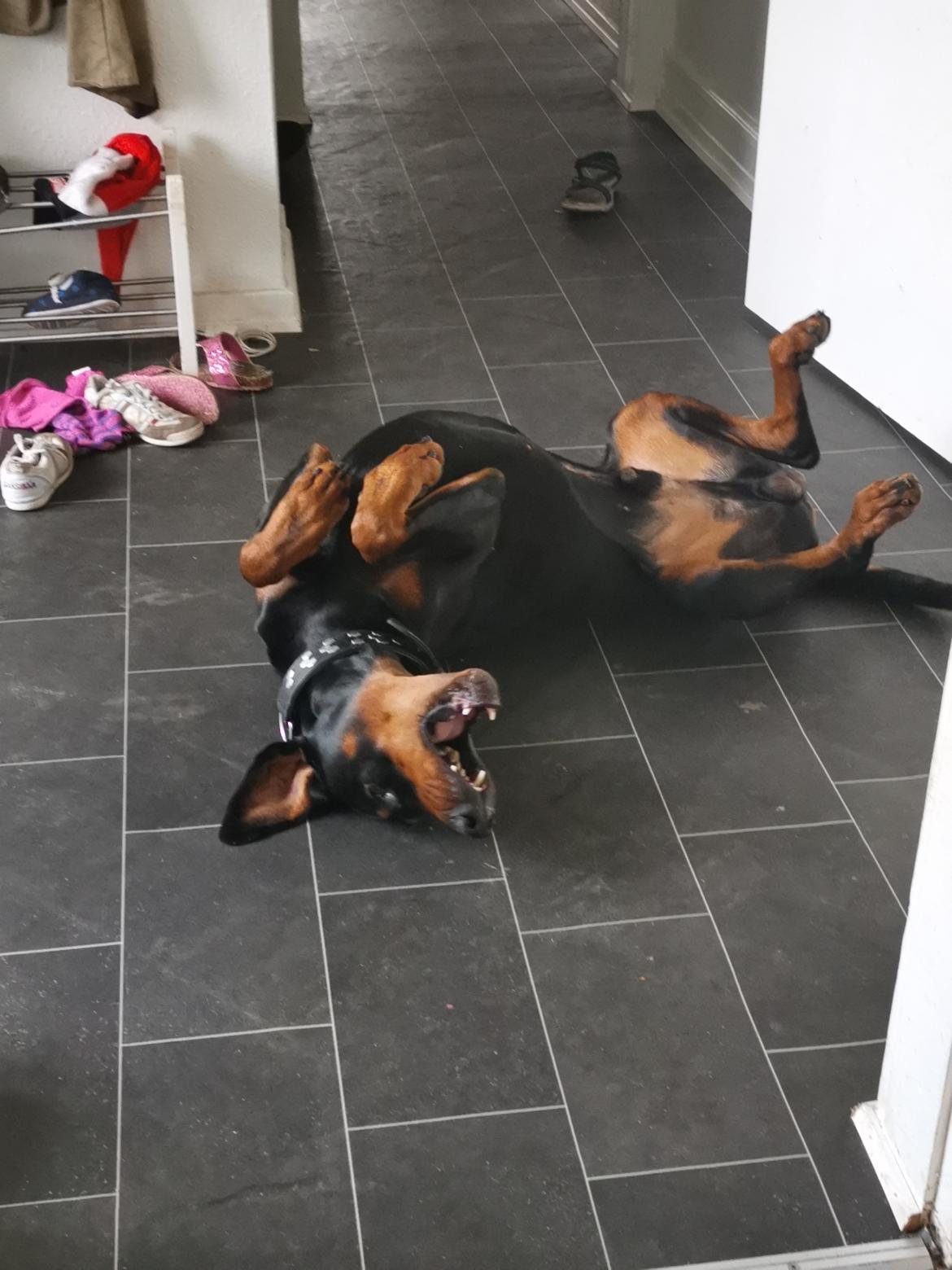 Dobermann Noah (Royal danish hot shot) billede 18