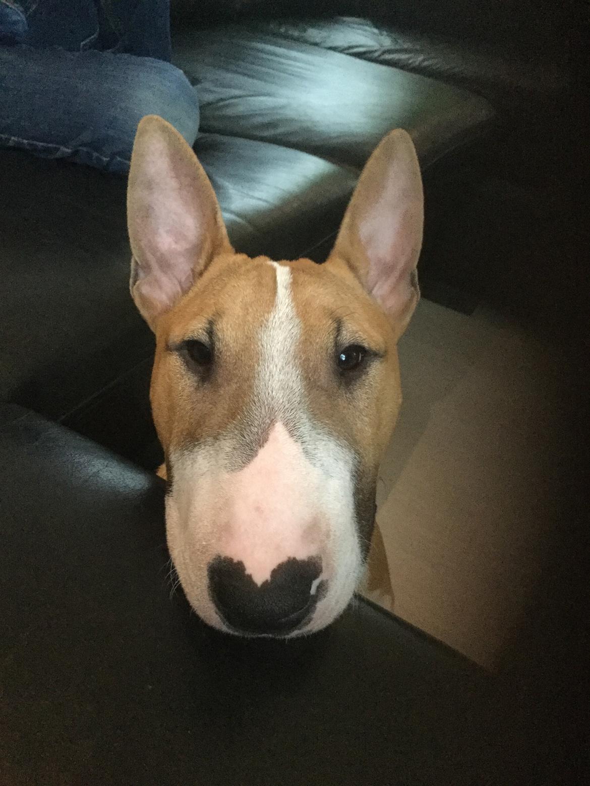 Bullterrier miniature Glossy Black Banana Mania aka Joey billede 33