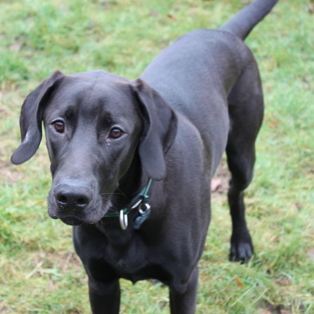 Blanding af racer Zuko billede 6