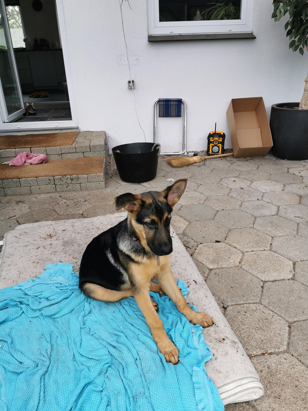 Schæferhund TAZER billede 1