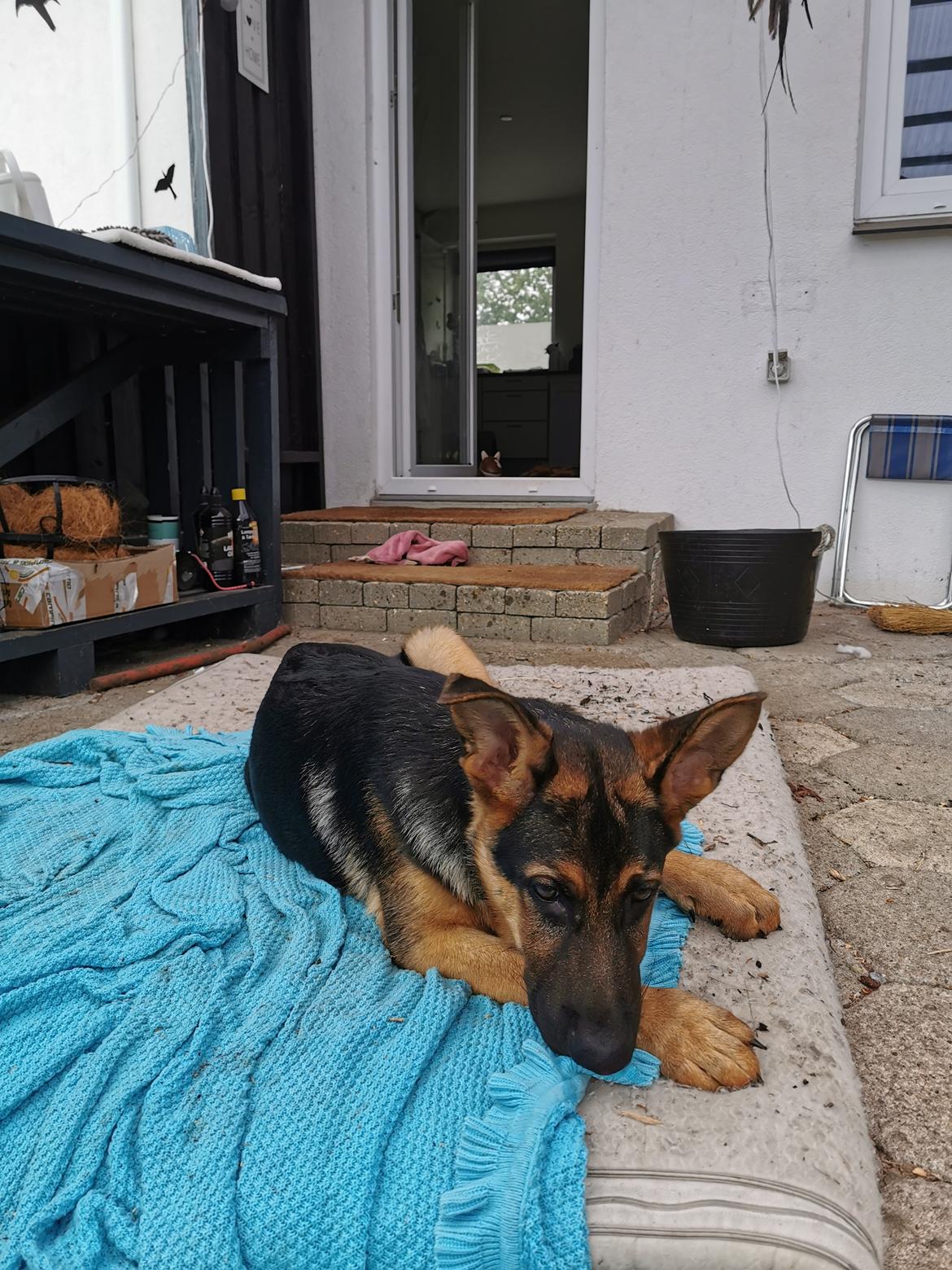 Schæferhund TAZER billede 2