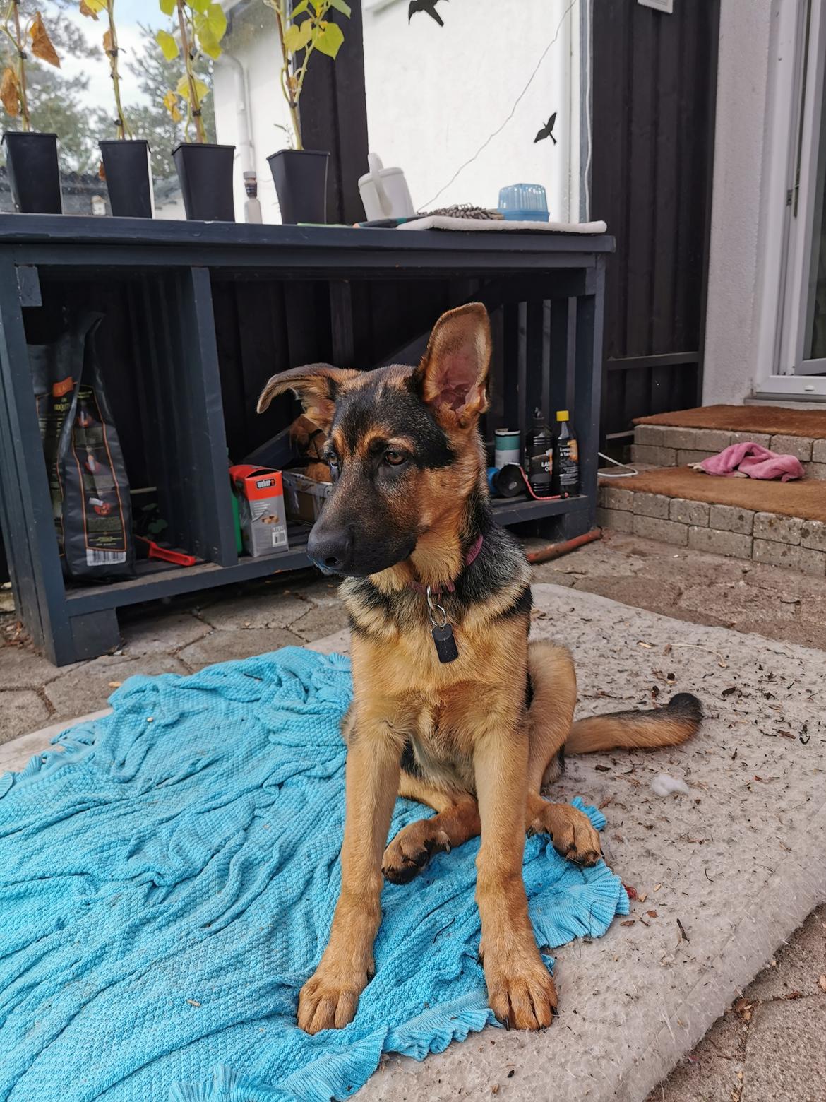 Schæferhund TAZER billede 3