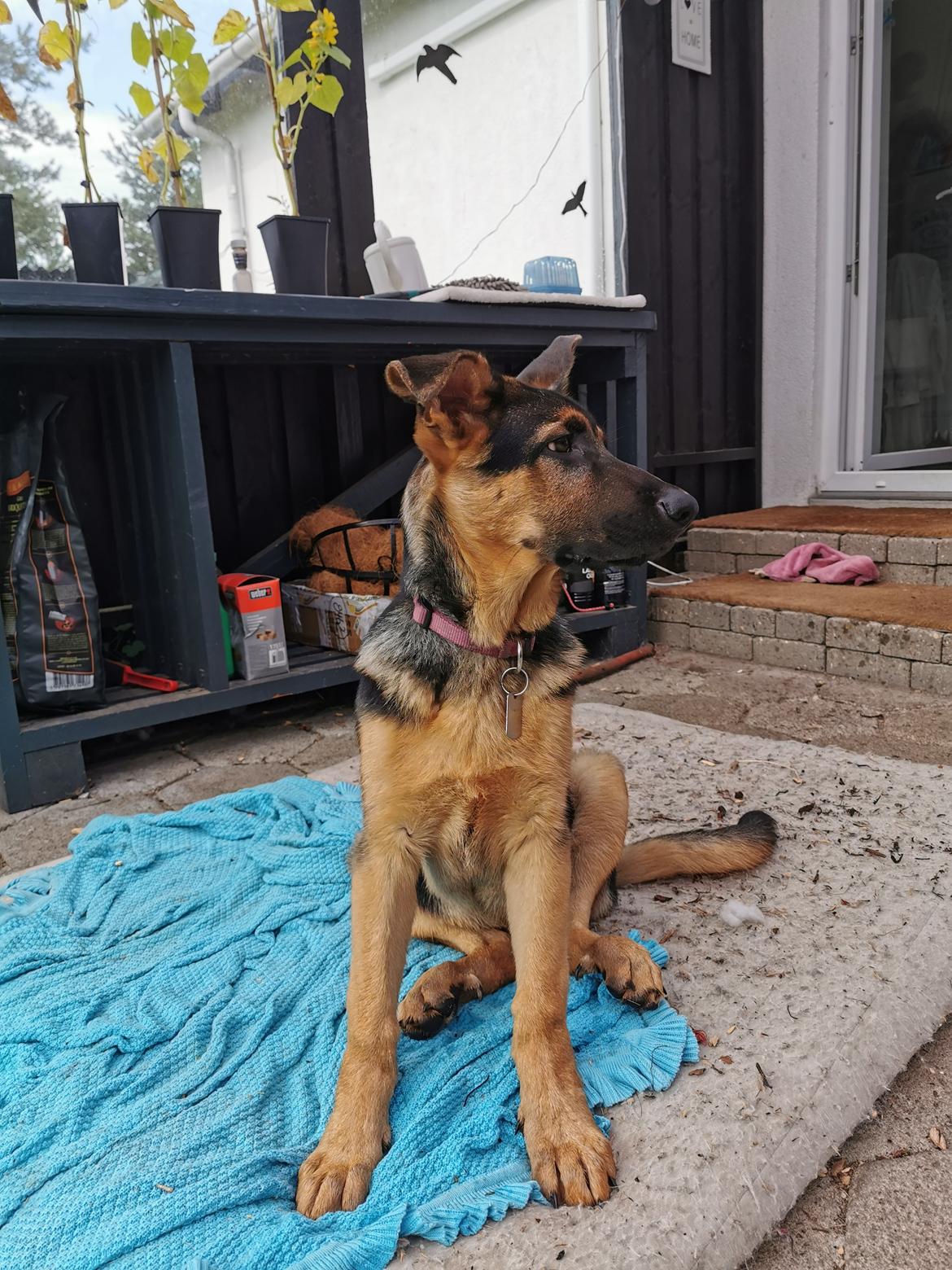 Schæferhund TAZER billede 4