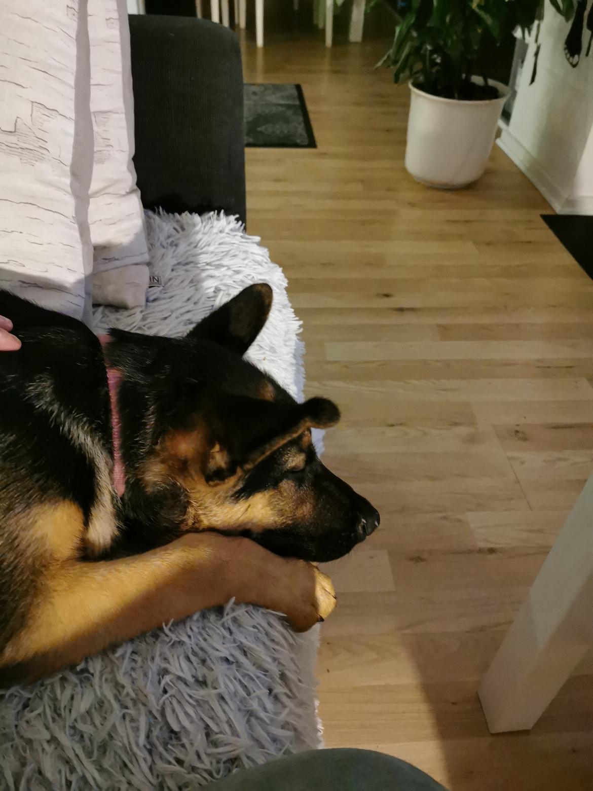 Schæferhund TAZER billede 5