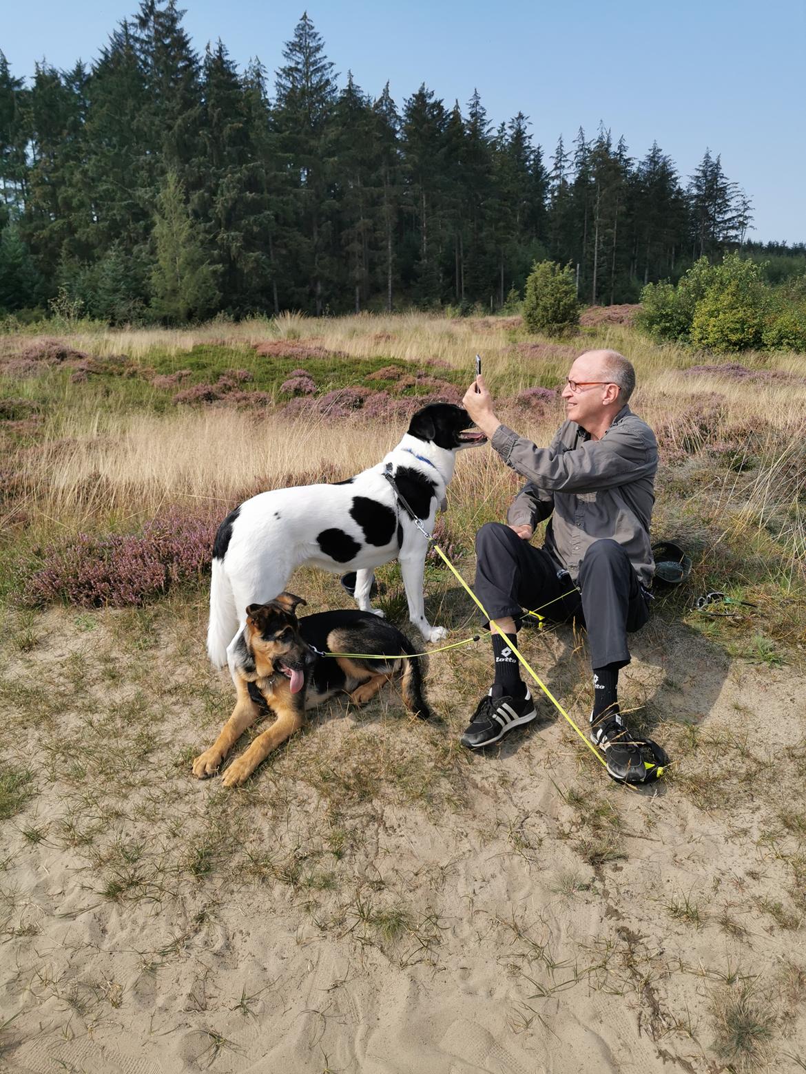 Schæferhund TAZER billede 6