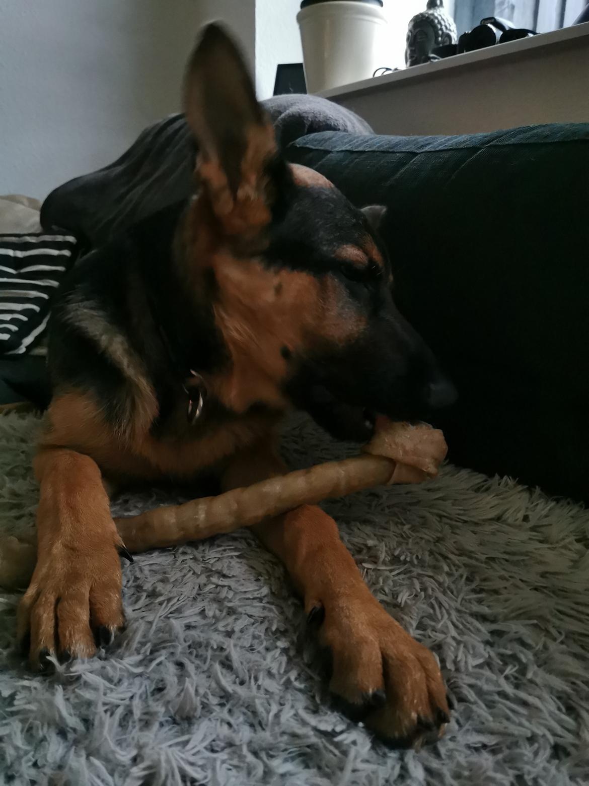 Schæferhund TAZER billede 7