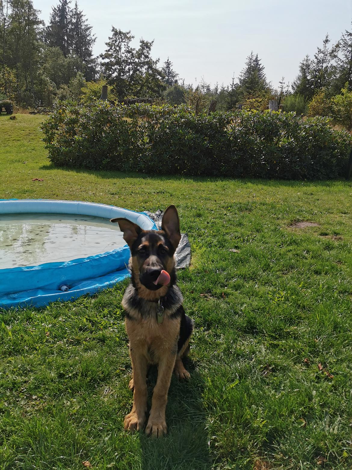 Schæferhund TAZER billede 8