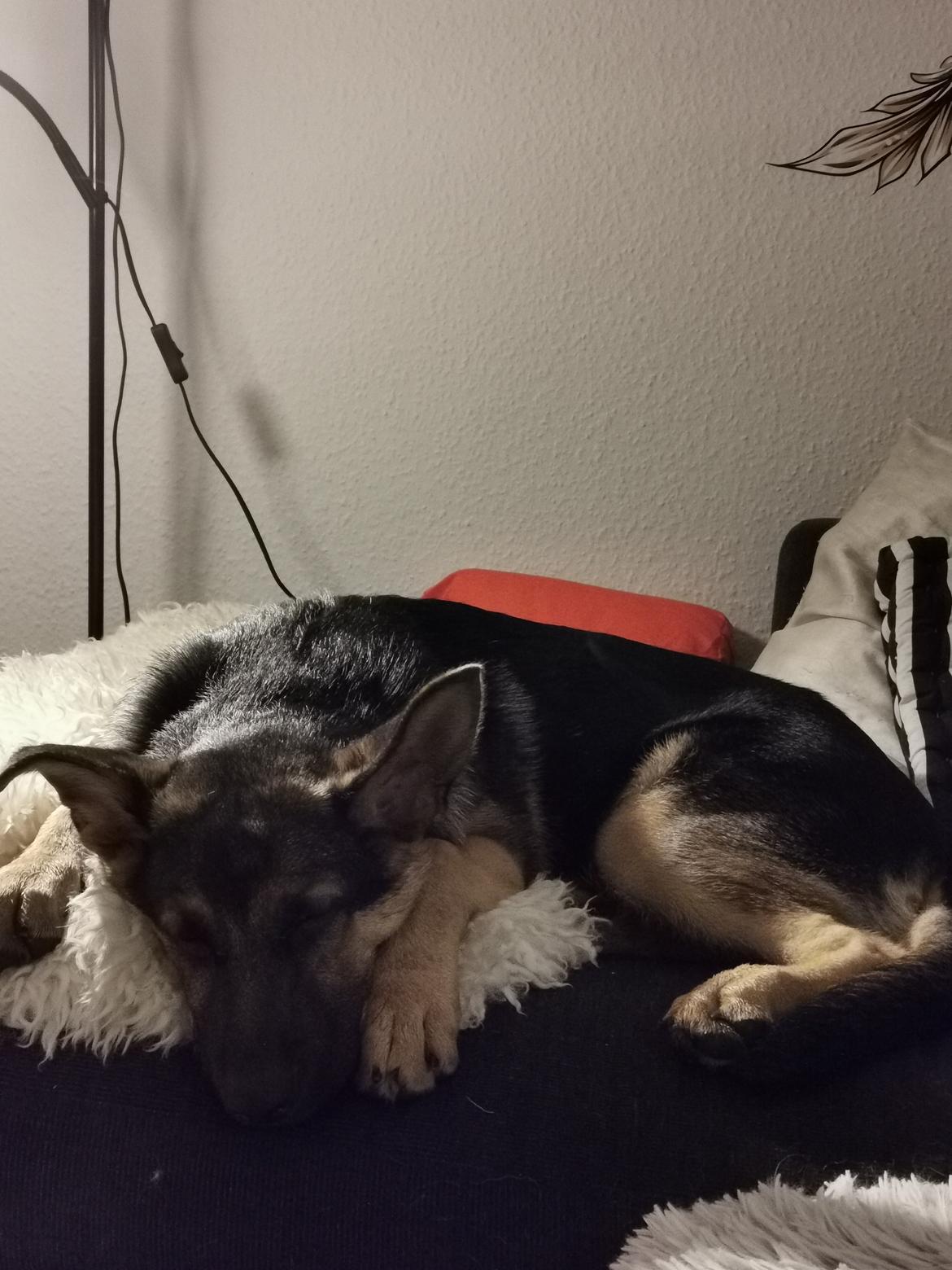 Schæferhund TAZER billede 9