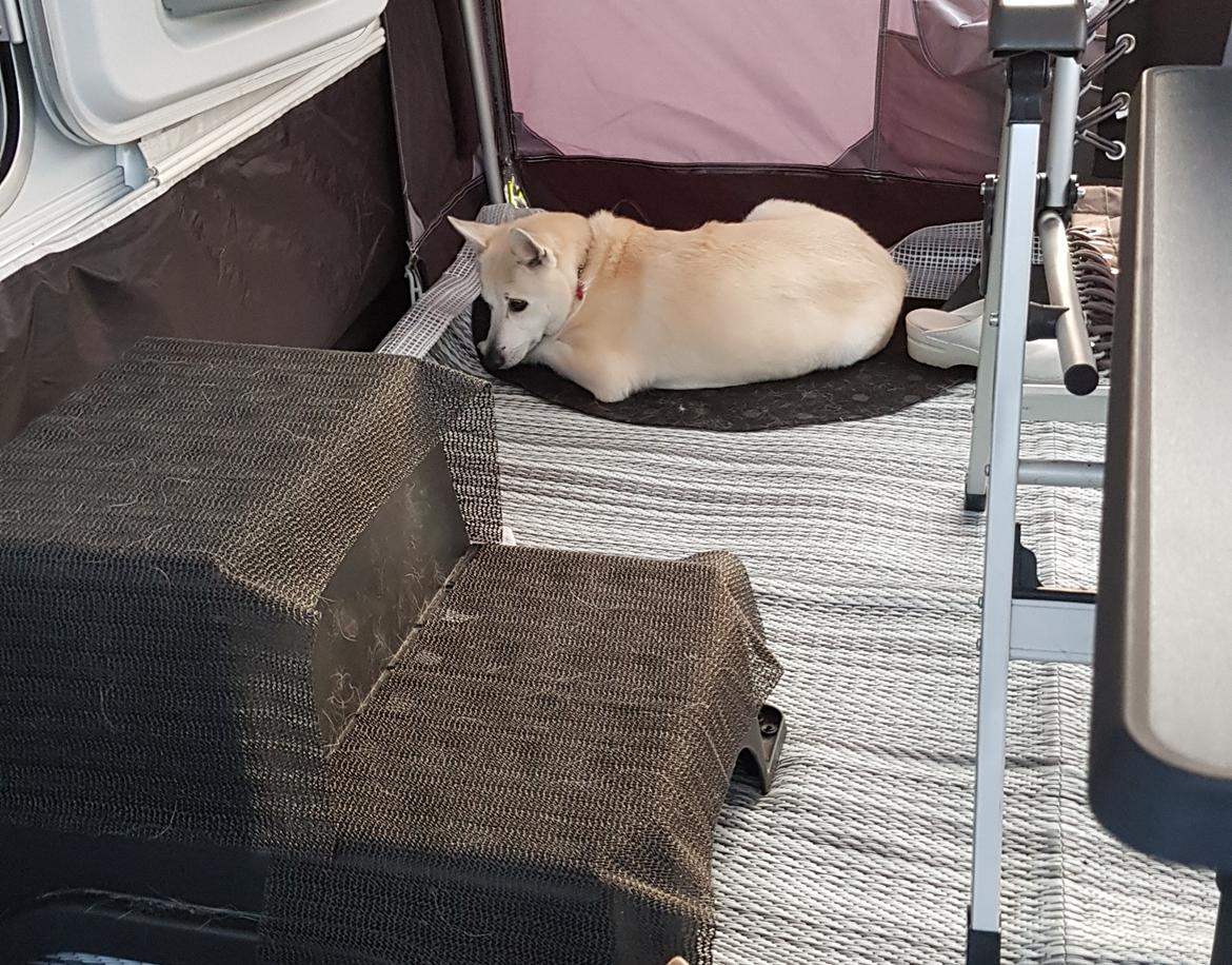 Norsk buhund Miss Bailey *Himmelhund* - Har fået øje på et dyr billede 21