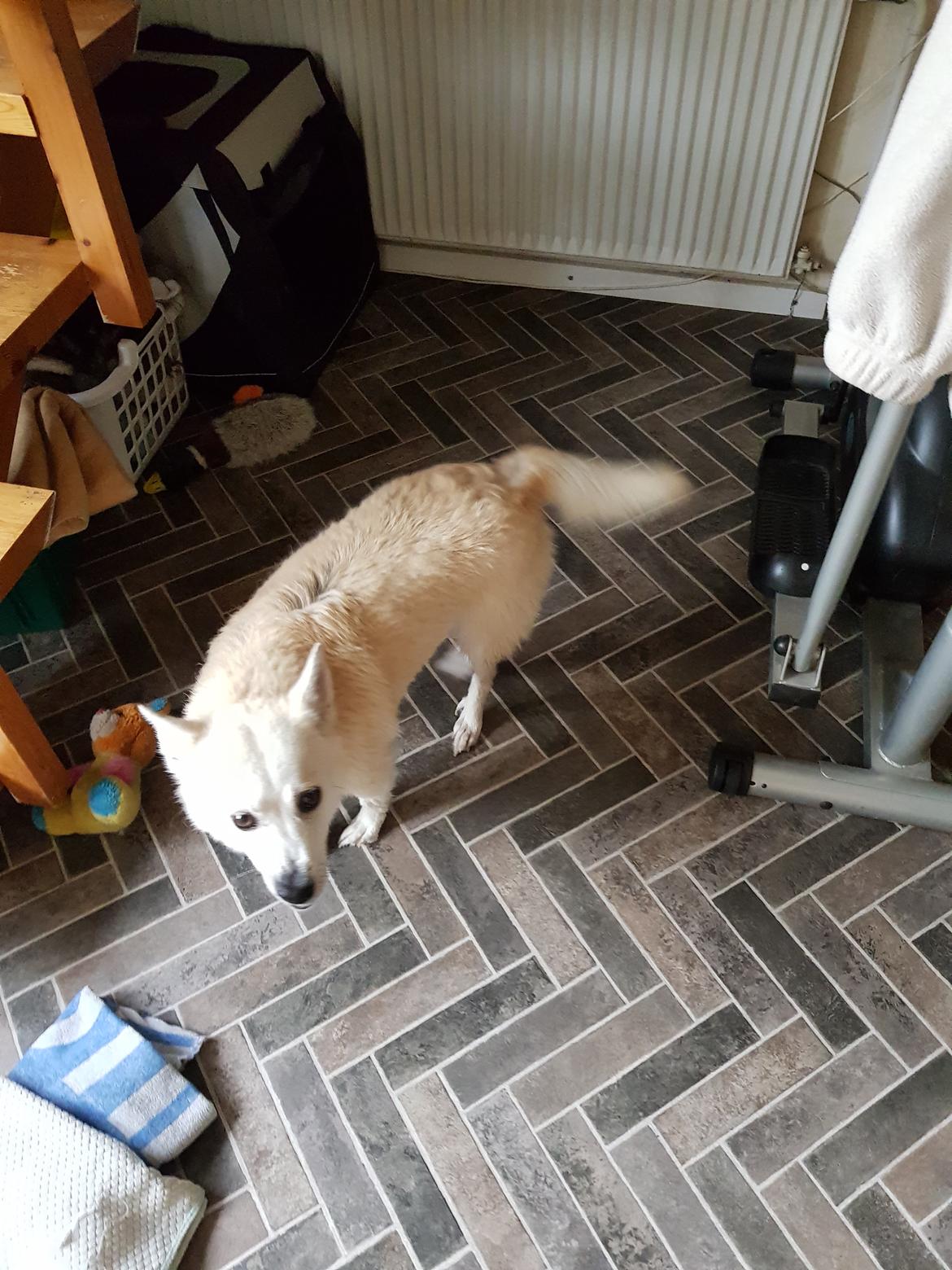 Norsk buhund Miss Bailey *Himmelhund* - ad mor har vasket mig. Så ulækkert billede 22