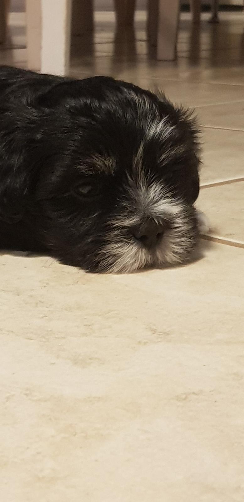 Lhasa apso Koda Von Moisen of HAKUNA MATATA (Aka Paddy) billede 11