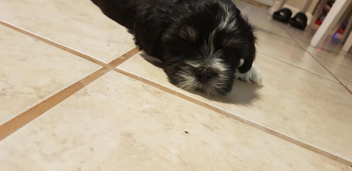 Lhasa apso Koda Von Moisen of HAKUNA MATATA (Aka Paddy) billede 12