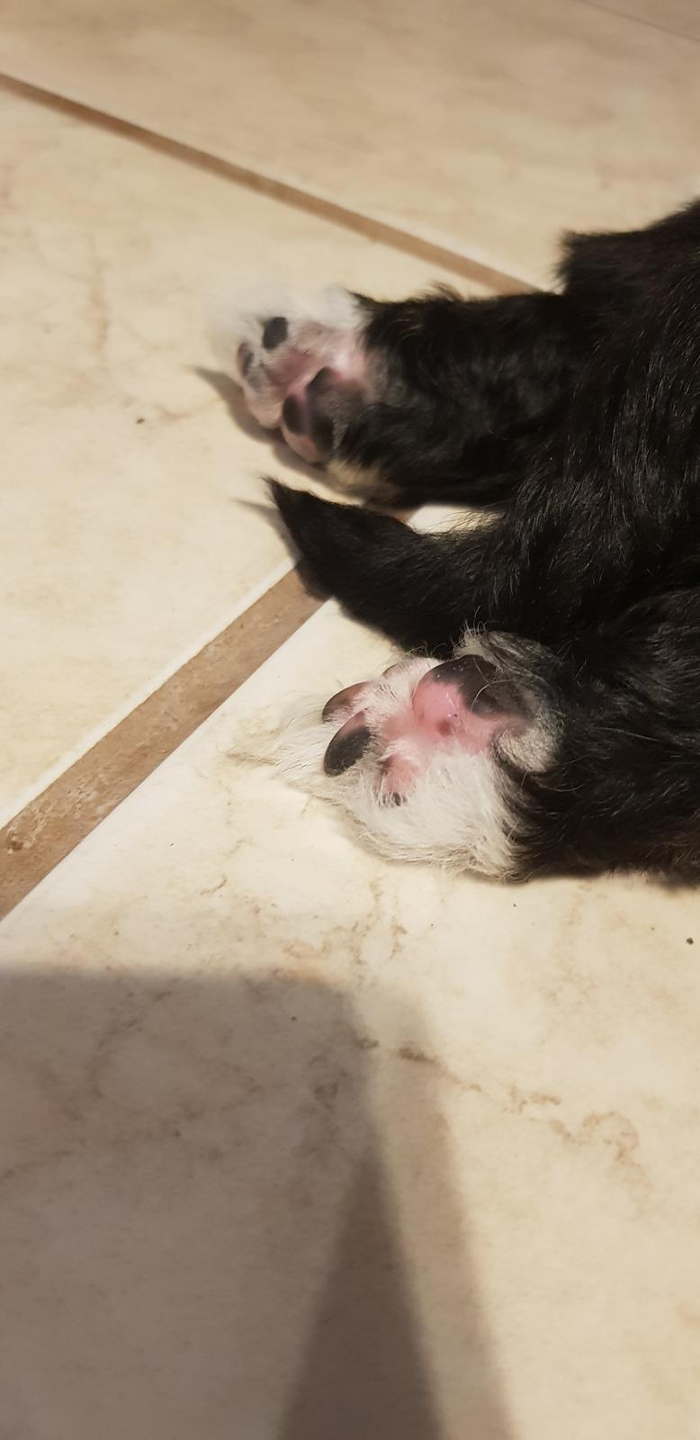 Lhasa apso Koda Von Moisen of HAKUNA MATATA (Aka Paddy) billede 13