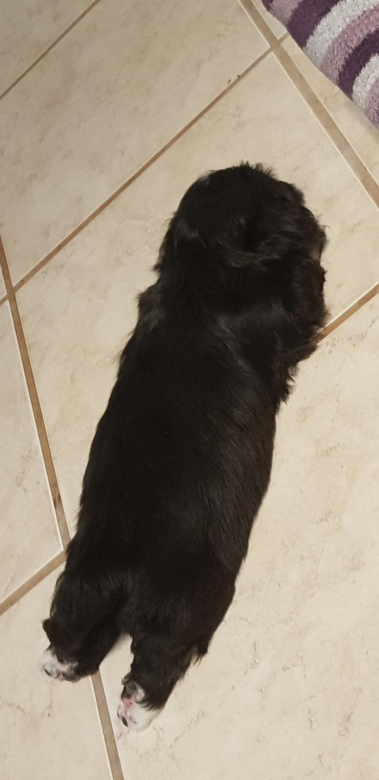 Lhasa apso Koda Von Moisen of HAKUNA MATATA (Aka Paddy) billede 14