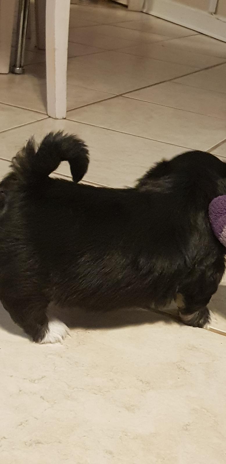 Lhasa apso Koda Von Moisen of HAKUNA MATATA (Aka Paddy) billede 15