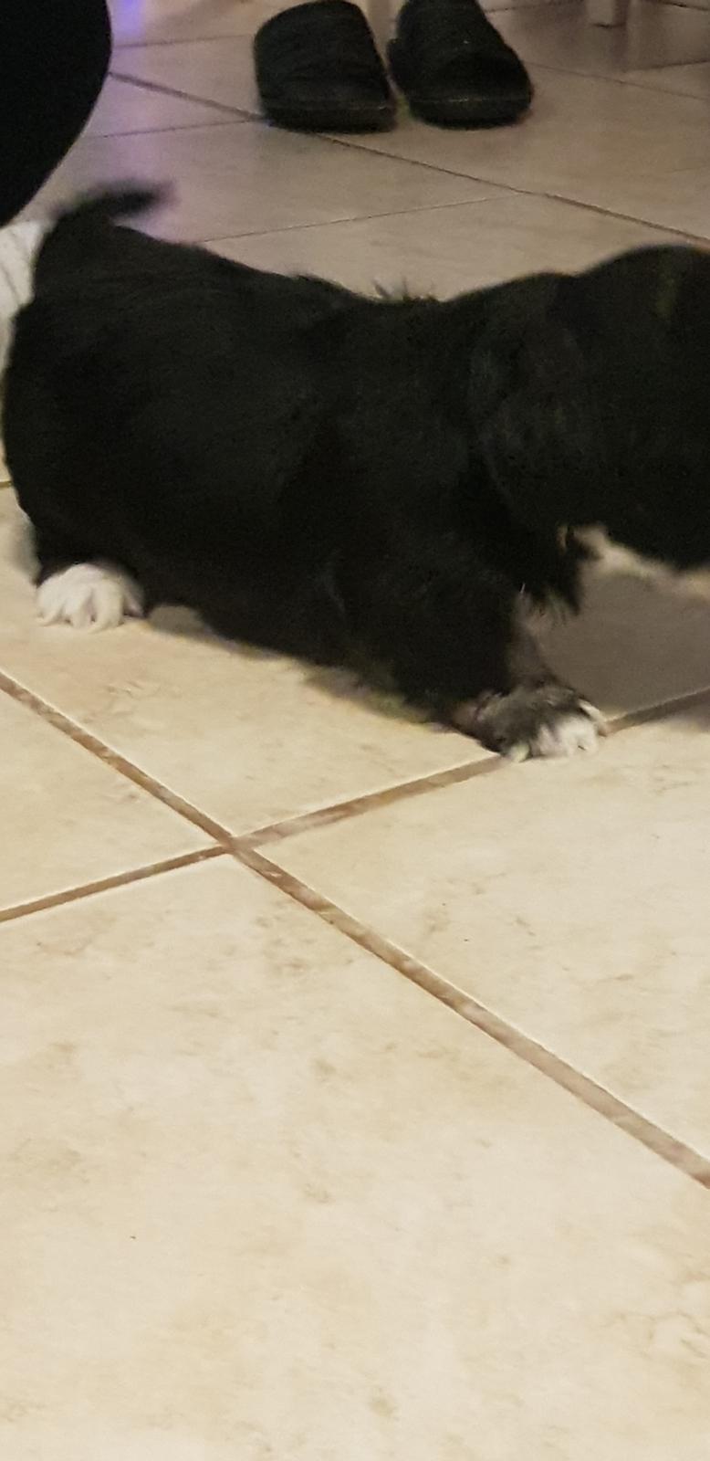 Lhasa apso Koda Von Moisen of HAKUNA MATATA (Aka Paddy) billede 16