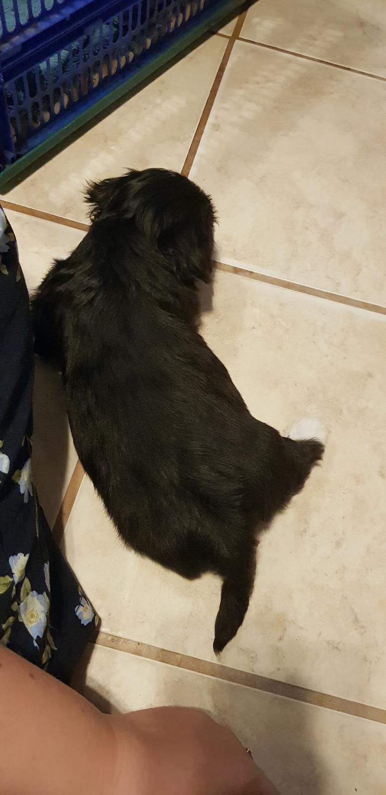 Lhasa apso Koda Von Moisen of HAKUNA MATATA (Aka Paddy) billede 17