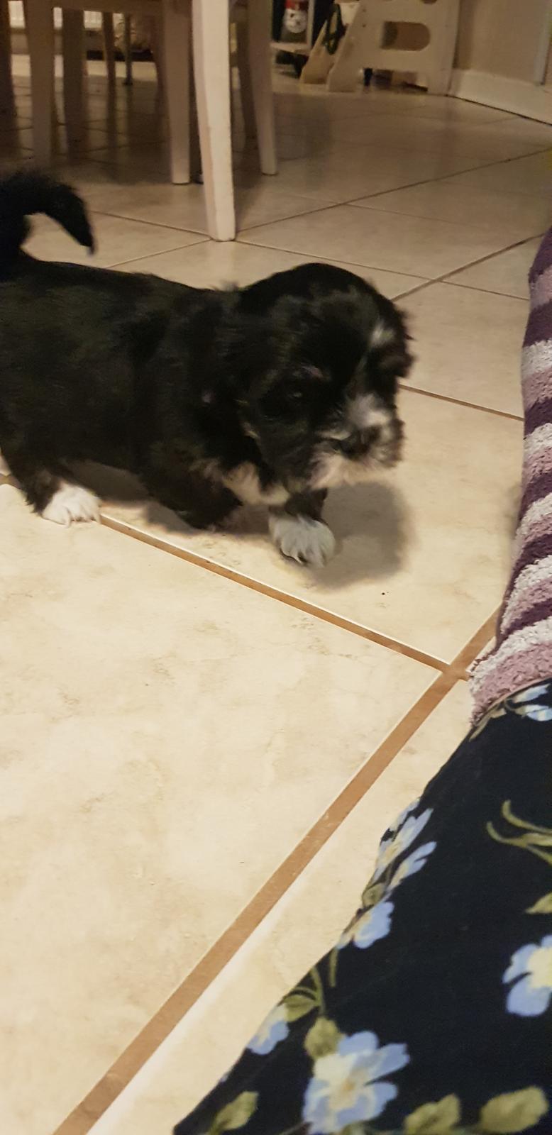 Lhasa apso Koda Von Moisen of HAKUNA MATATA (Aka Paddy) billede 18