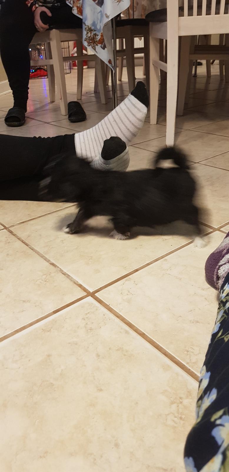 Lhasa apso Koda Von Moisen of HAKUNA MATATA (Aka Paddy) billede 20