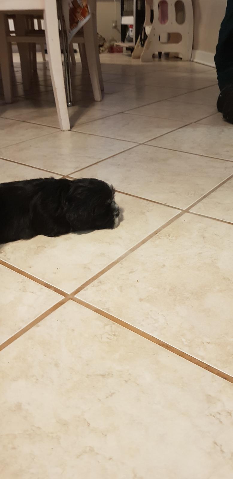 Lhasa apso Koda Von Moisen of HAKUNA MATATA (Aka Paddy) billede 19