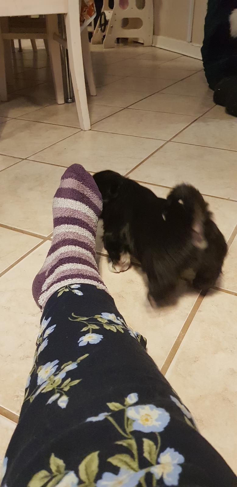 Lhasa apso Koda Von Moisen of HAKUNA MATATA (Aka Paddy) billede 21