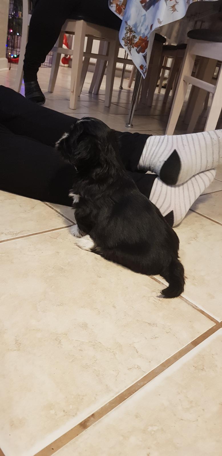 Lhasa apso Koda Von Moisen of HAKUNA MATATA (Aka Paddy) billede 23