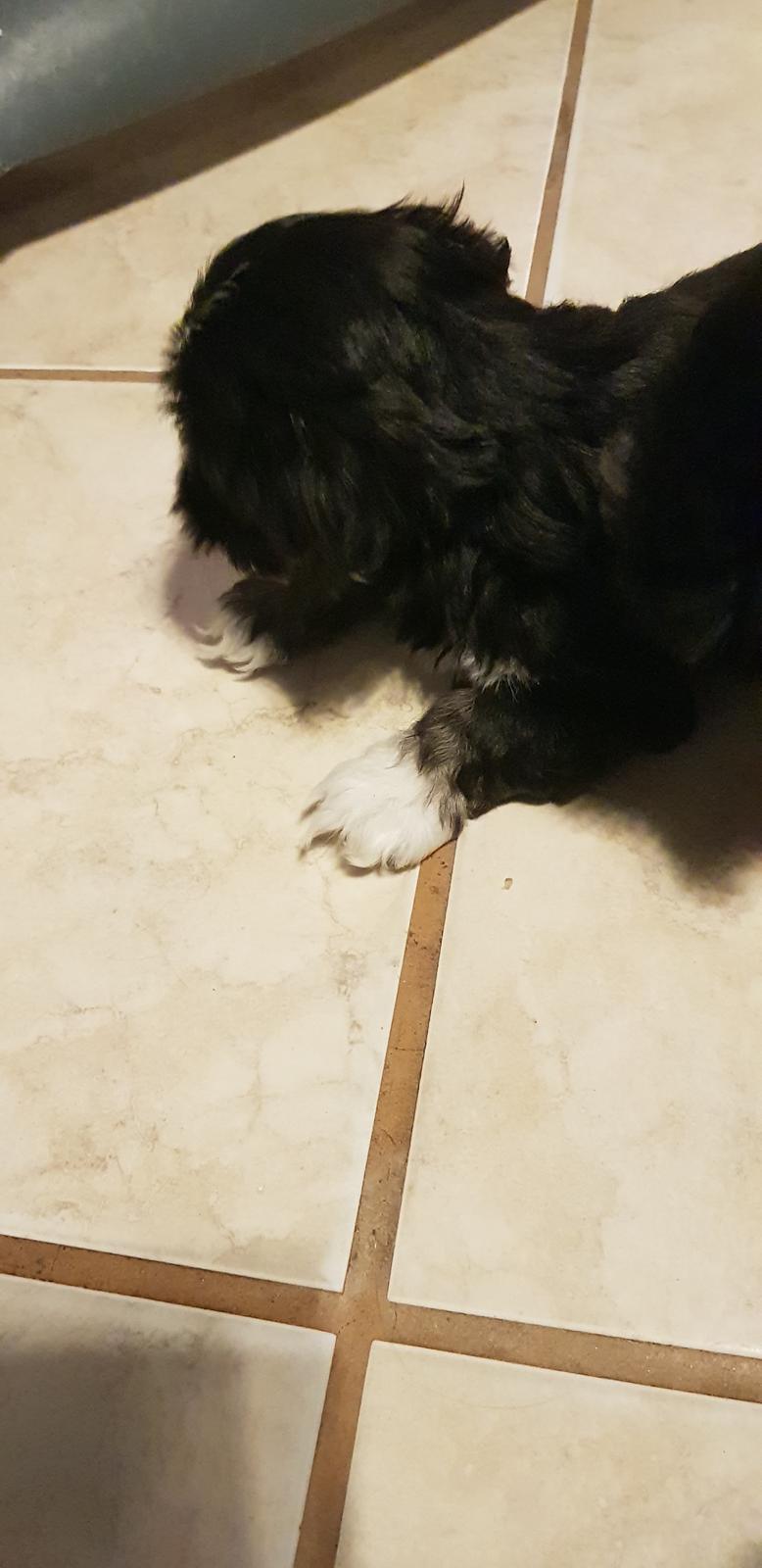 Lhasa apso Koda Von Moisen of HAKUNA MATATA (Aka Paddy) billede 22